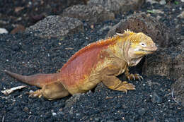 Image of Galapagos Land Iguana