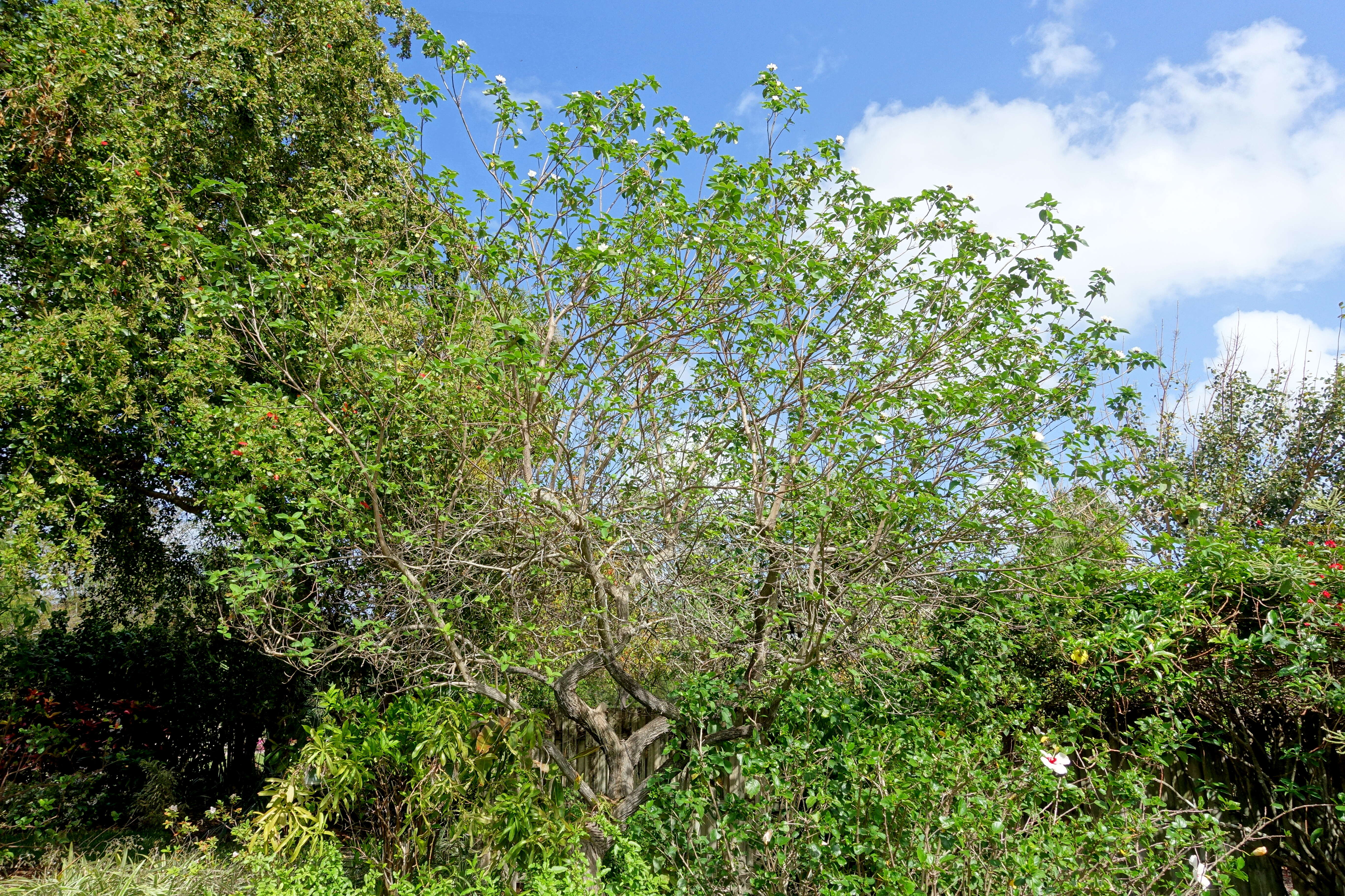 Image de Cordia boissieri A. DC.