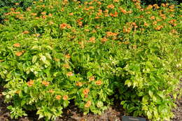 Imagem de Crossandra infundibuliformis (L.) Nees