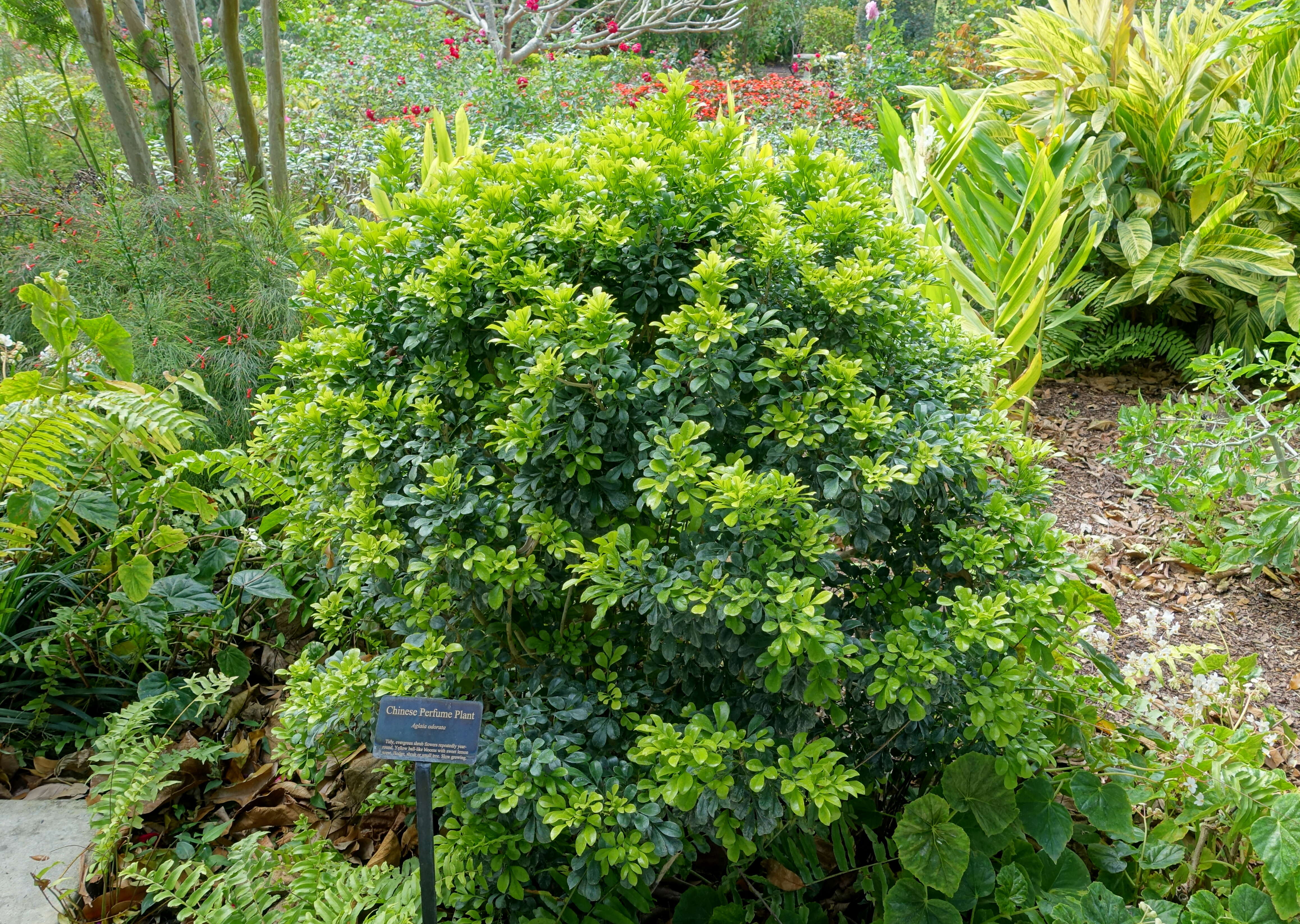 Image of Chinese perfume tree