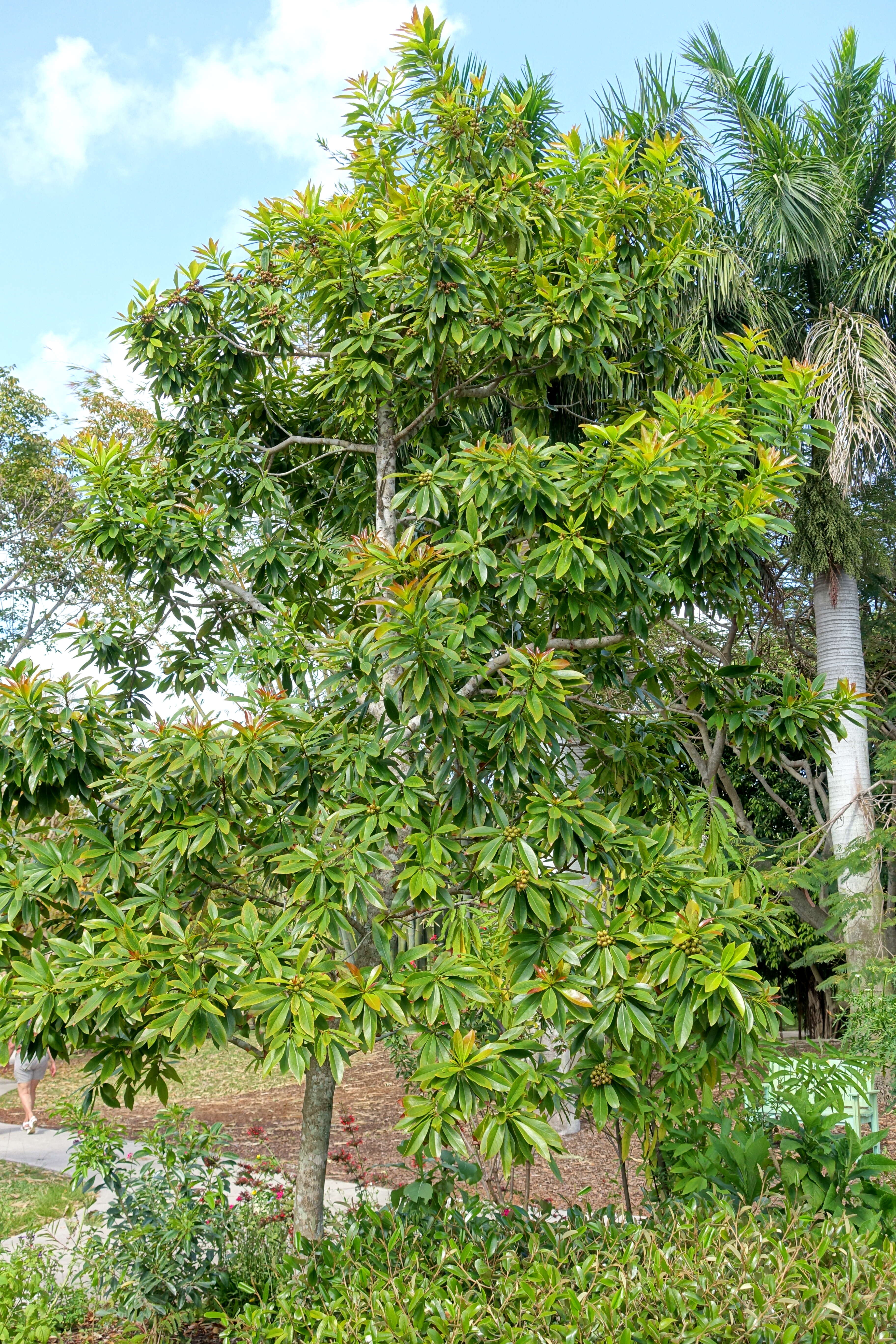 Image of Golden Penda