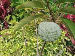 Imagem de Annona squamosa L.