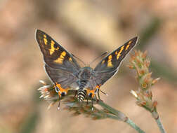 Слика од Cigaritis vulcanus