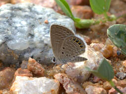 Image of Oriental Grass Jewel