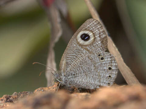 Image of Ypthima striata