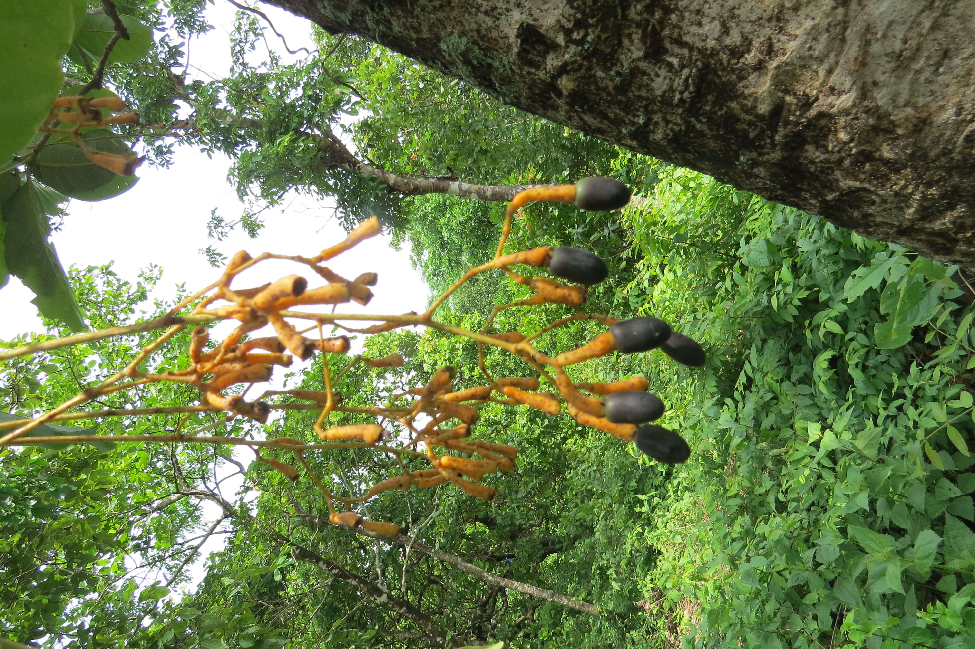 Image of Alseodaphne semecarpifolia Nees