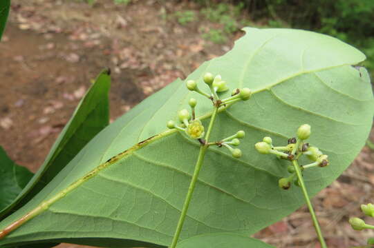 Image of Alseodaphne semecarpifolia Nees