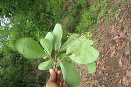 Image of Alseodaphne semecarpifolia Nees