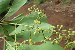 Image of Alseodaphne semecarpifolia Nees