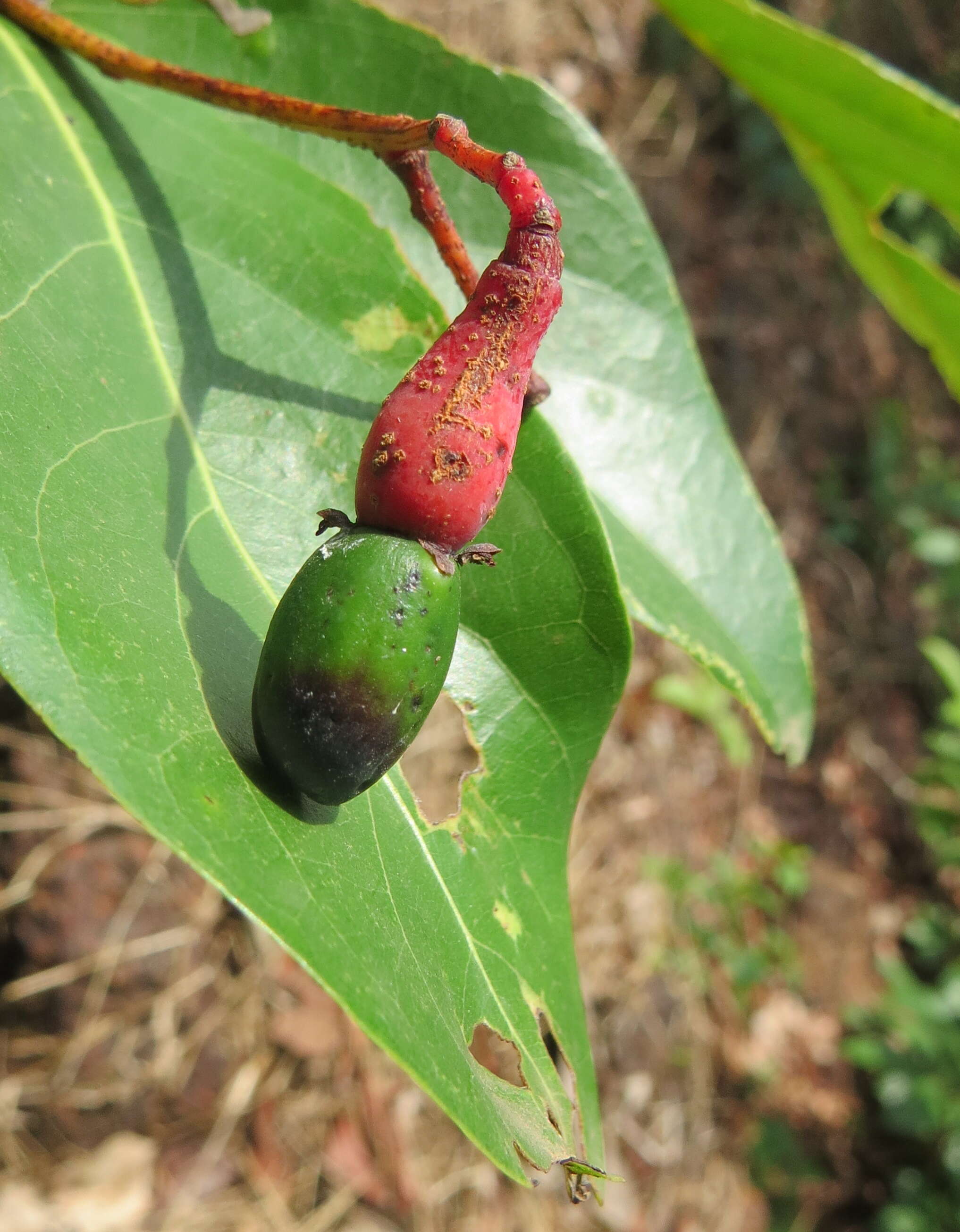 Image of Alseodaphne semecarpifolia Nees