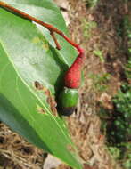 Image of Alseodaphne semecarpifolia Nees