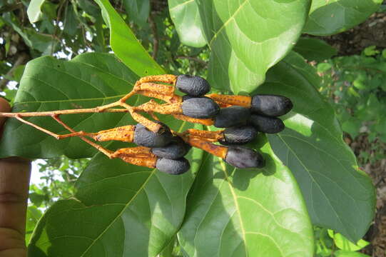 صورة Alseodaphne semecarpifolia Nees