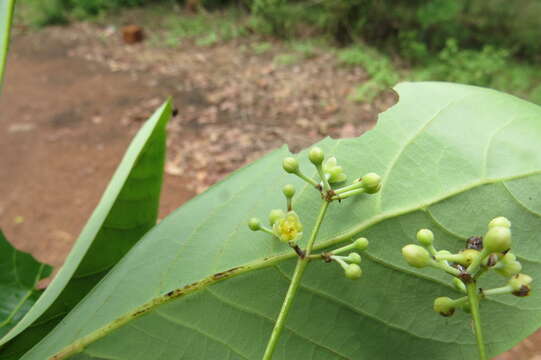 Image of Alseodaphne semecarpifolia Nees