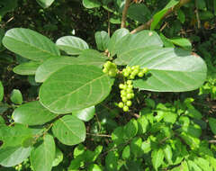 Image of Antidesma ghaesembilla Gaertn.
