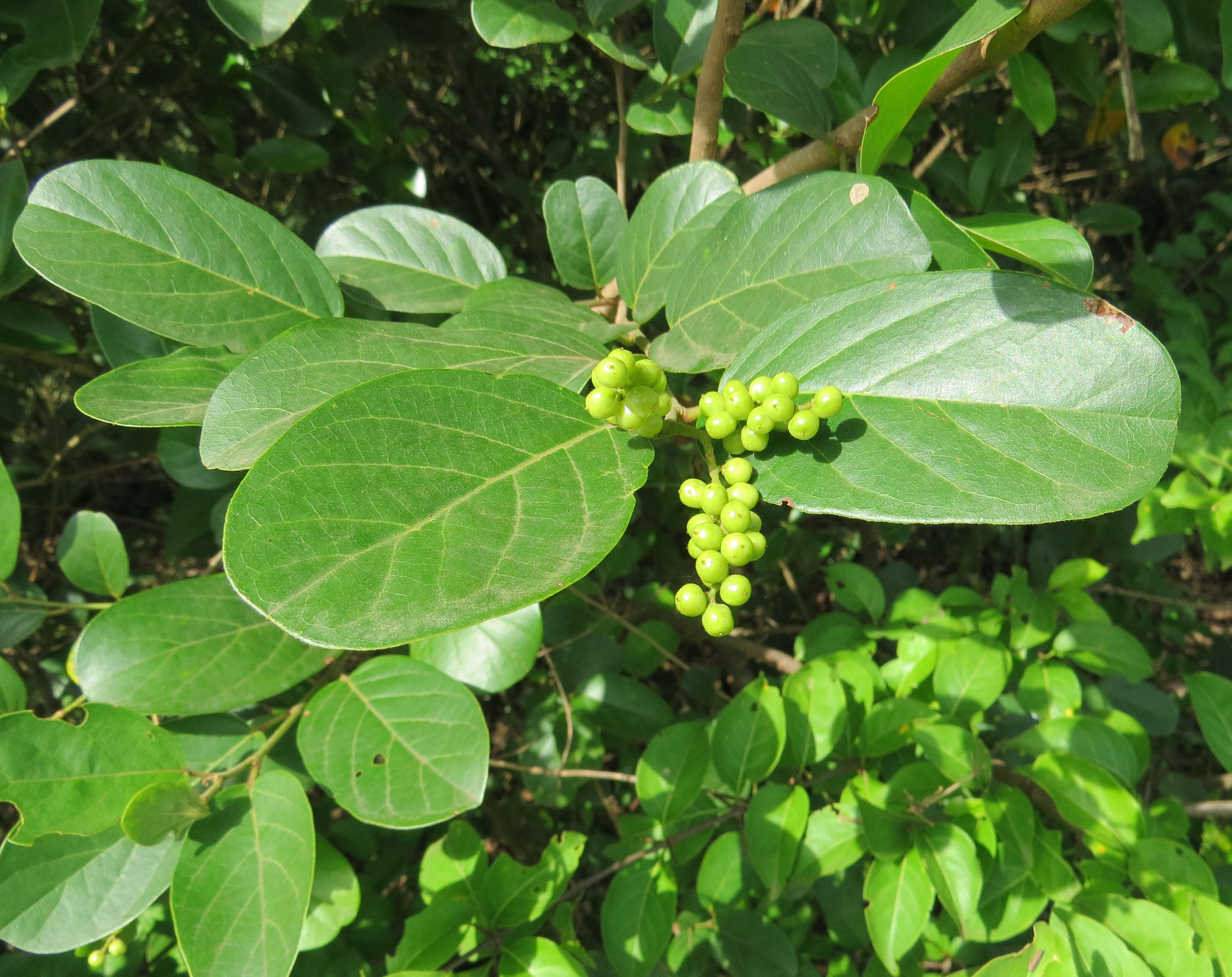 Image of Antidesma ghaesembilla Gaertn.