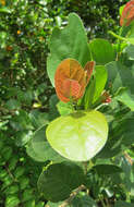 Image of Antidesma ghaesembilla Gaertn.
