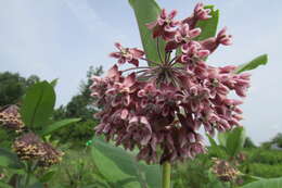 Image of purple milkweed