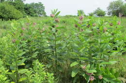 Image of purple milkweed