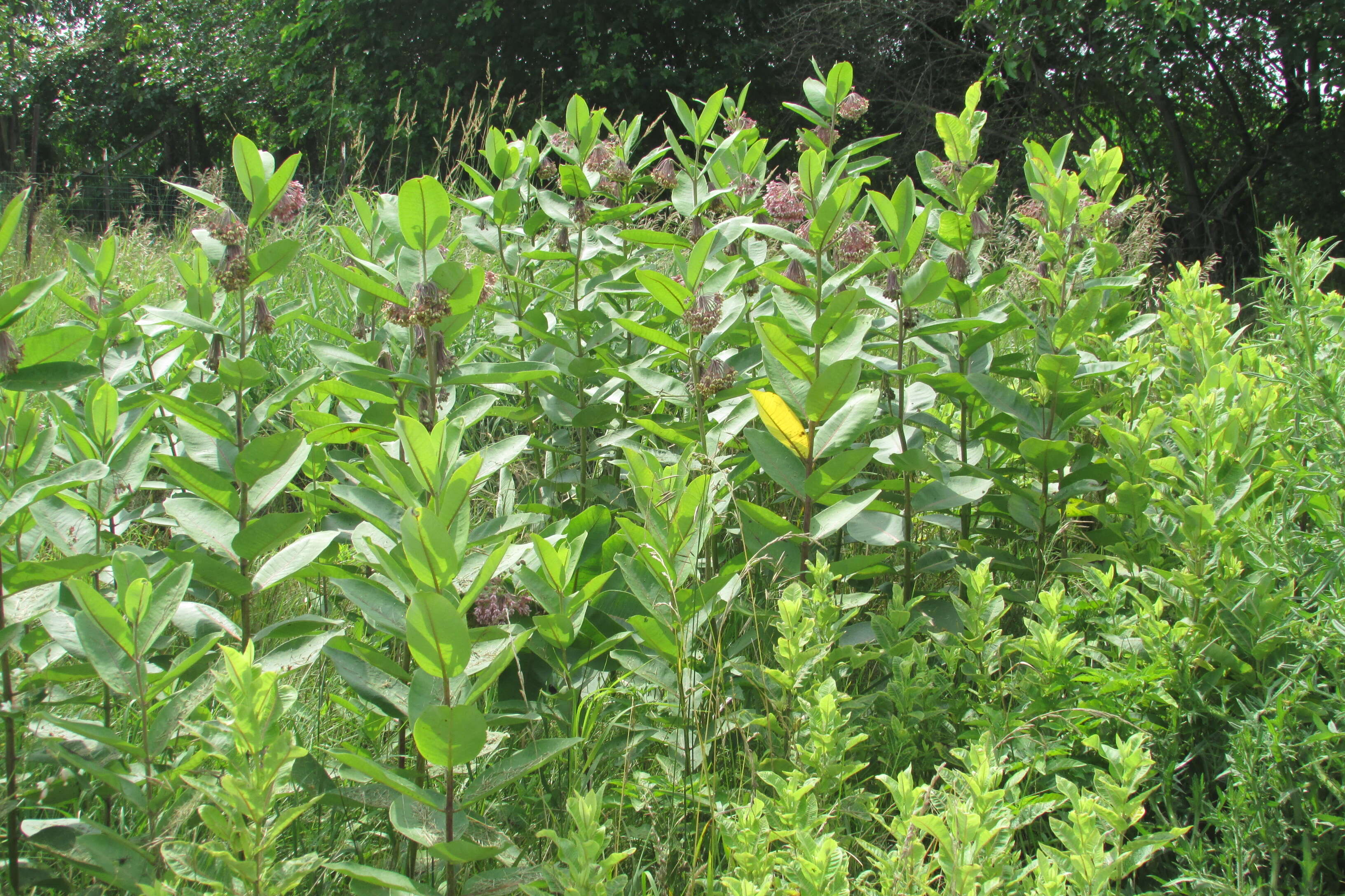 Image of purple milkweed