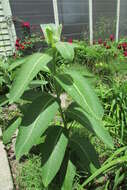 Image of purple milkweed