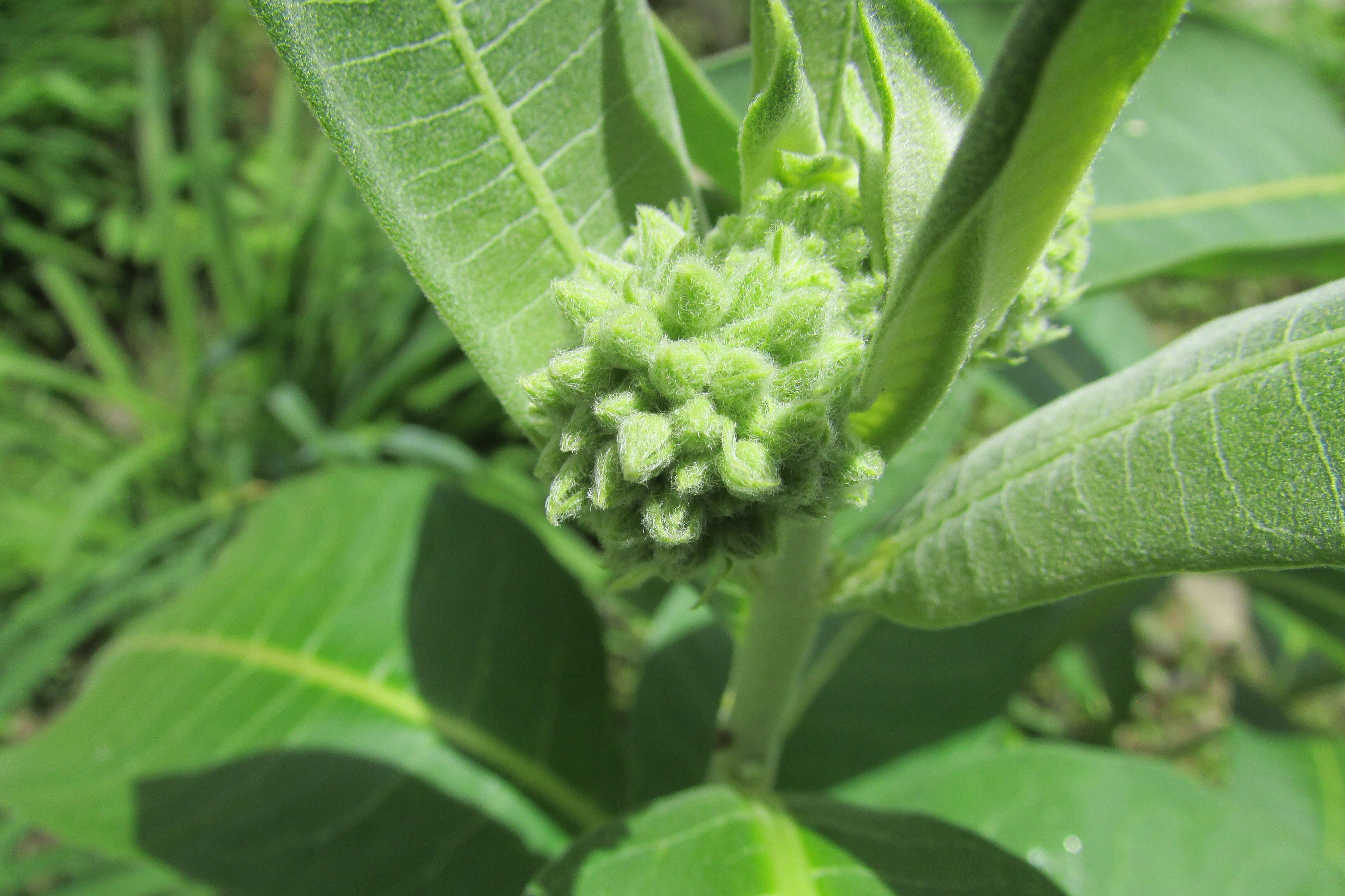 Image of purple milkweed