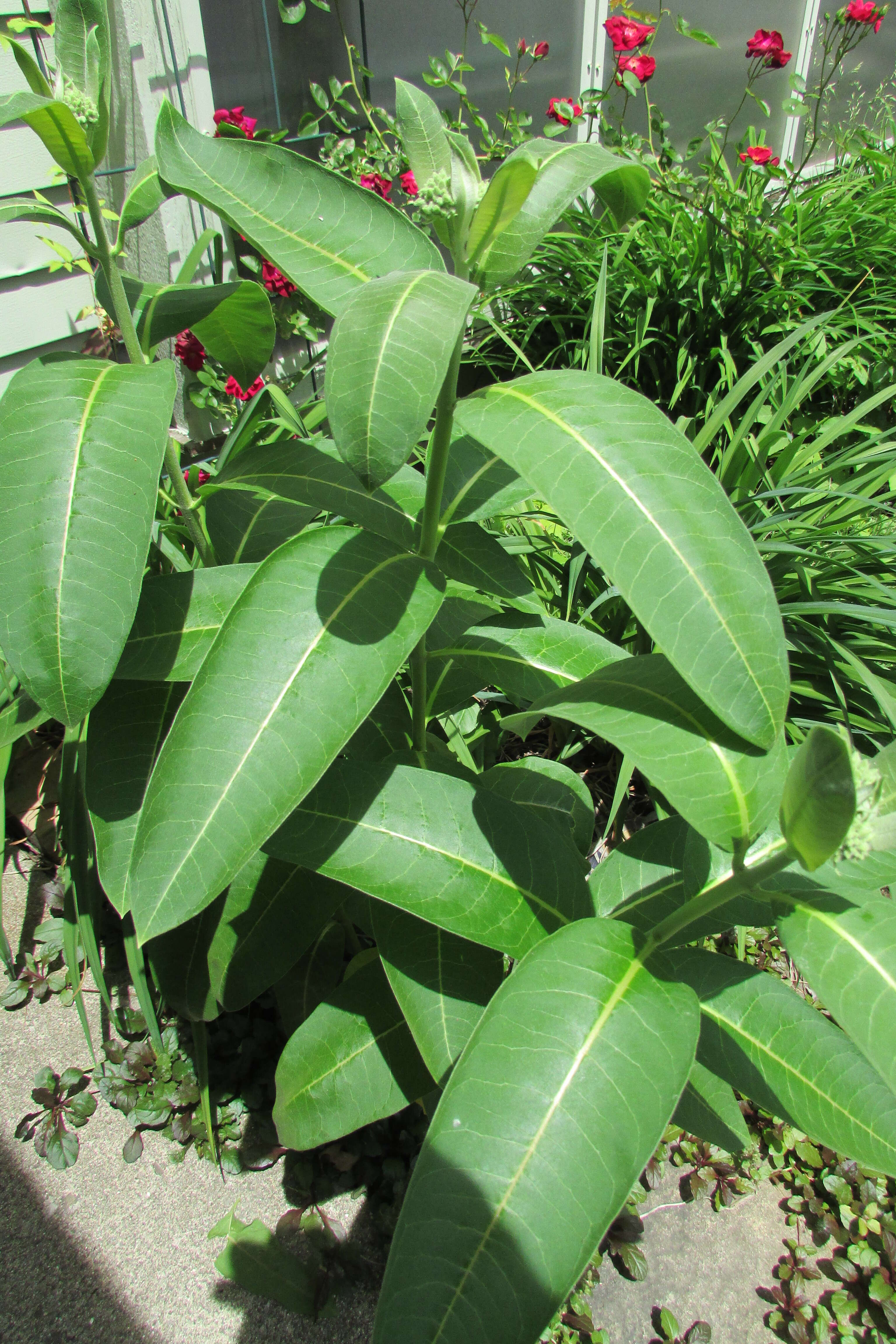 Image of purple milkweed