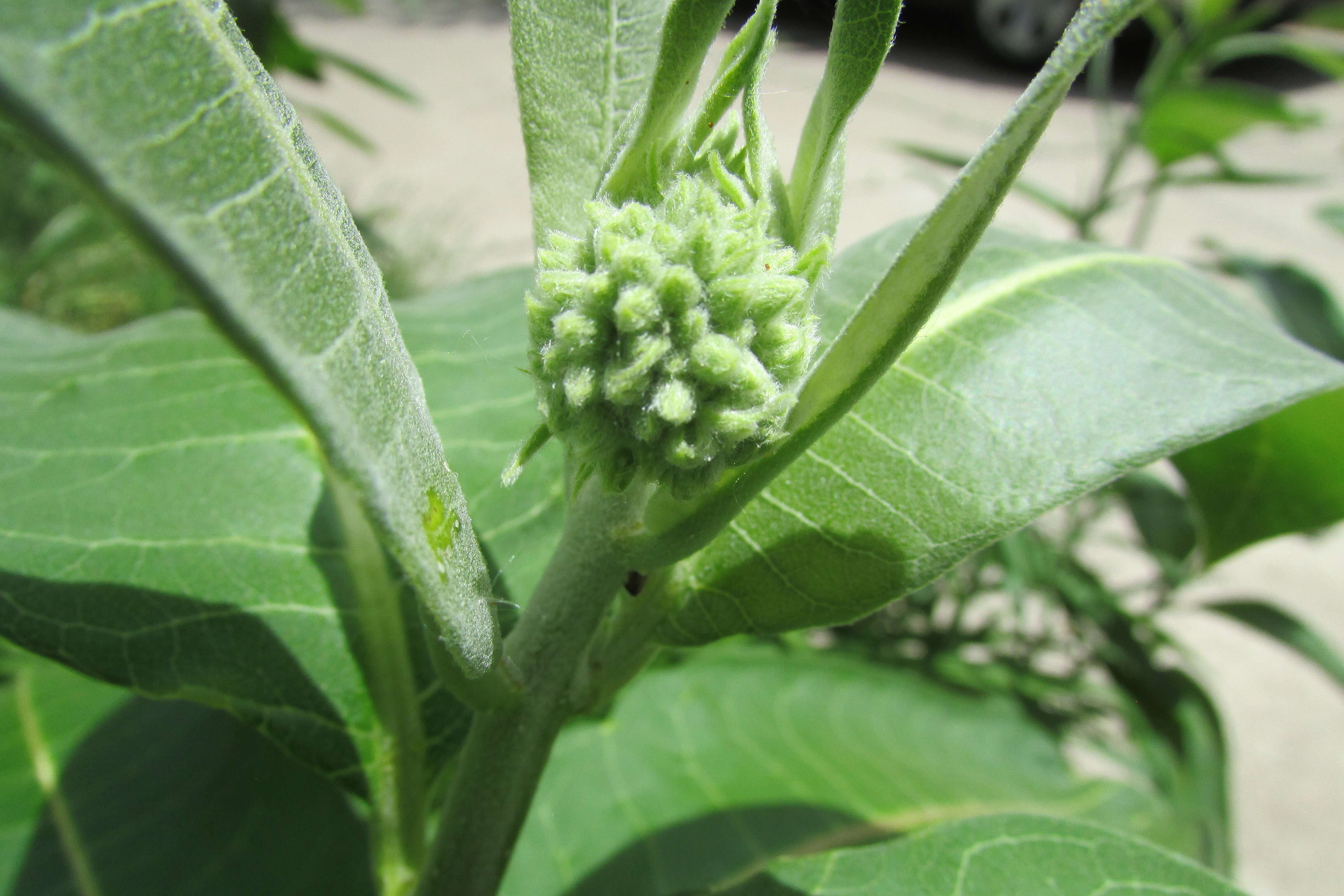 Image of purple milkweed