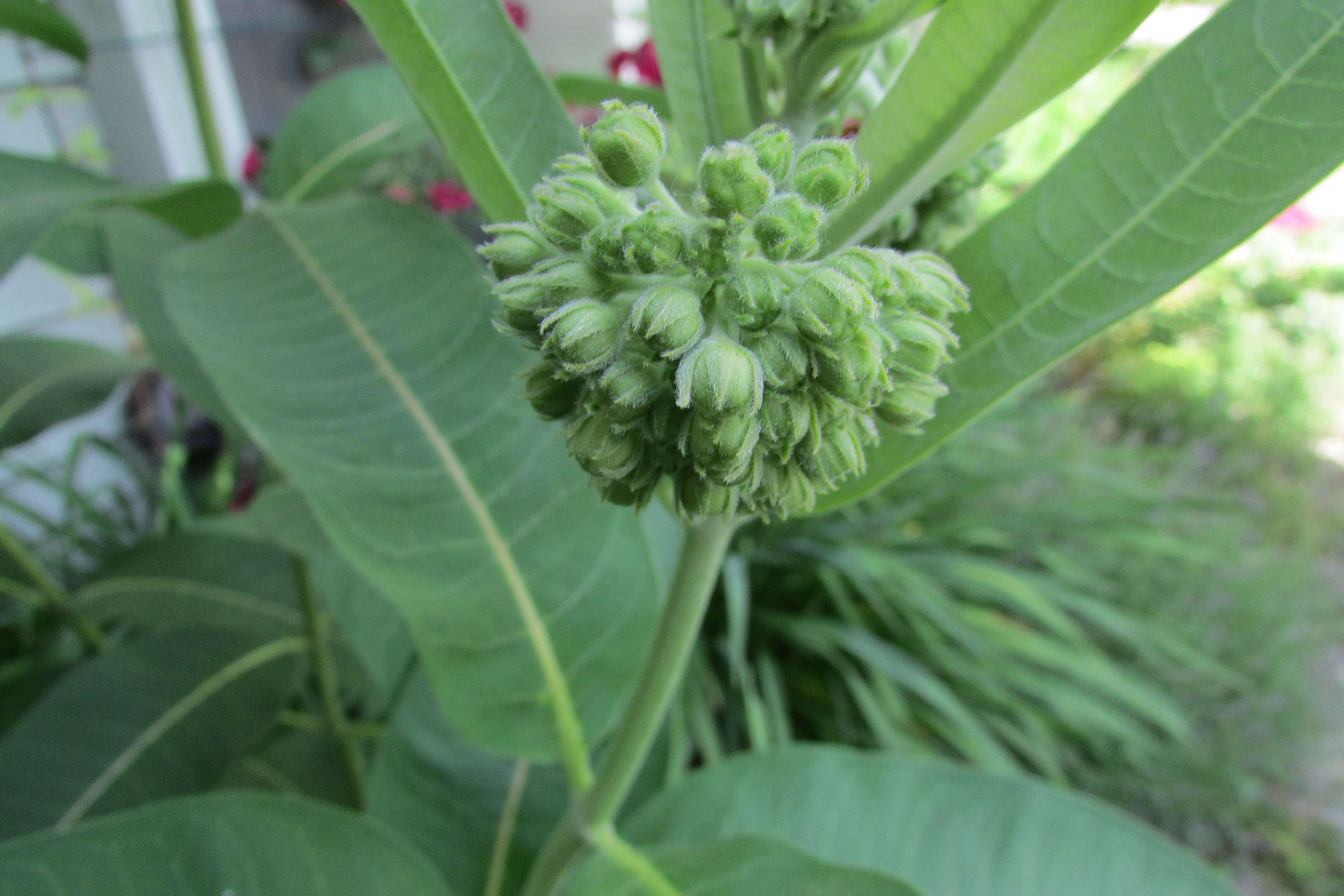 Image of purple milkweed