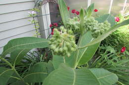 Image of purple milkweed