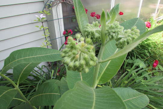 Image of purple milkweed