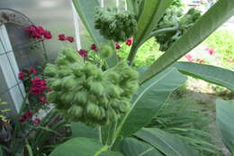 Image of purple milkweed