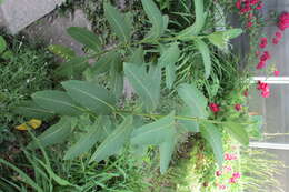 Image of purple milkweed