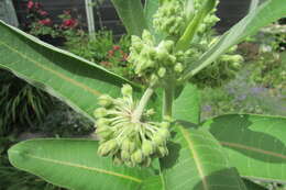 Image of purple milkweed