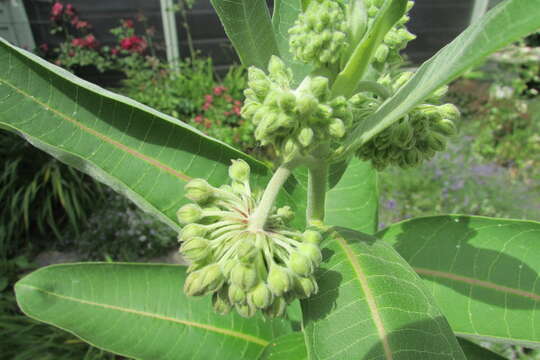 Image of purple milkweed