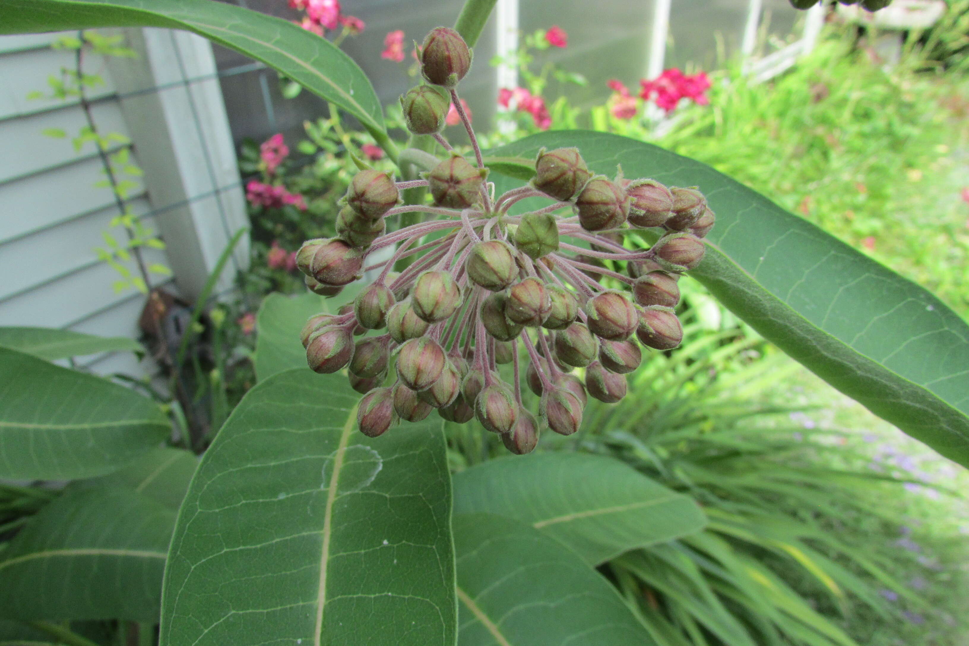 Image of purple milkweed