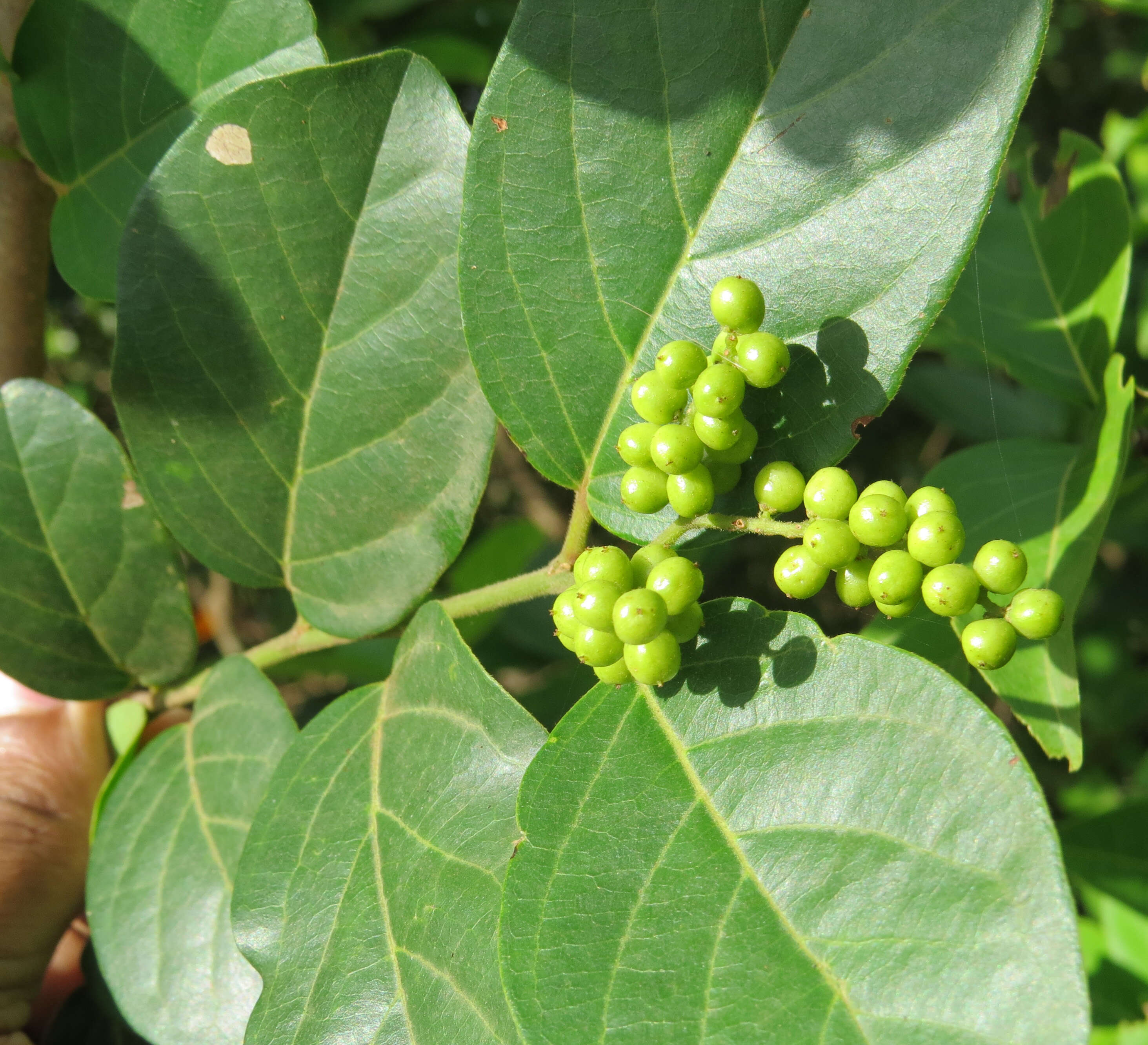 Image of Antidesma ghaesembilla Gaertn.