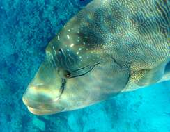 Image of Giant Wrasse