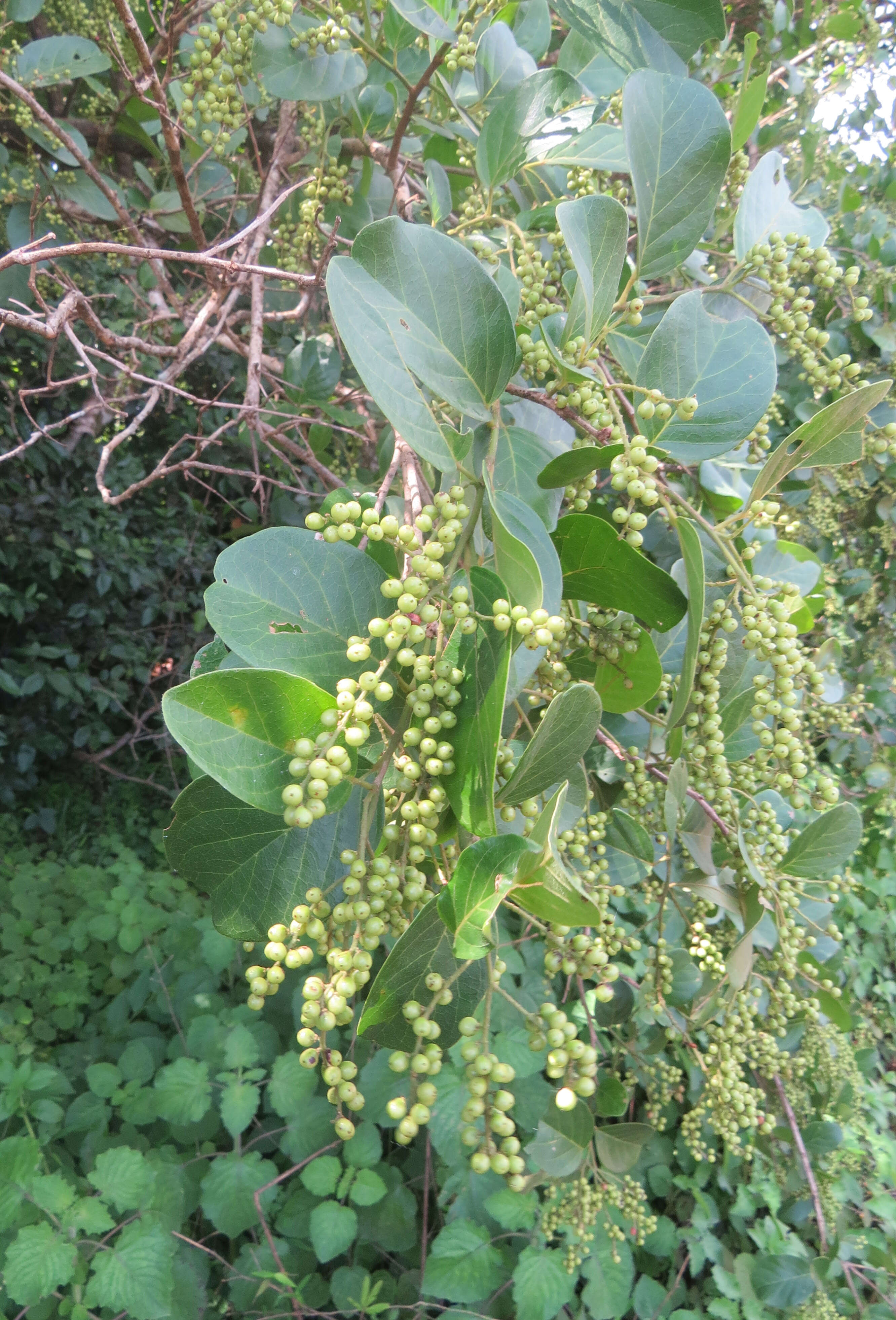 Image of Antidesma ghaesembilla Gaertn.