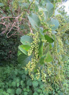 Image of Antidesma ghaesembilla Gaertn.