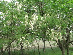 Image of black locust