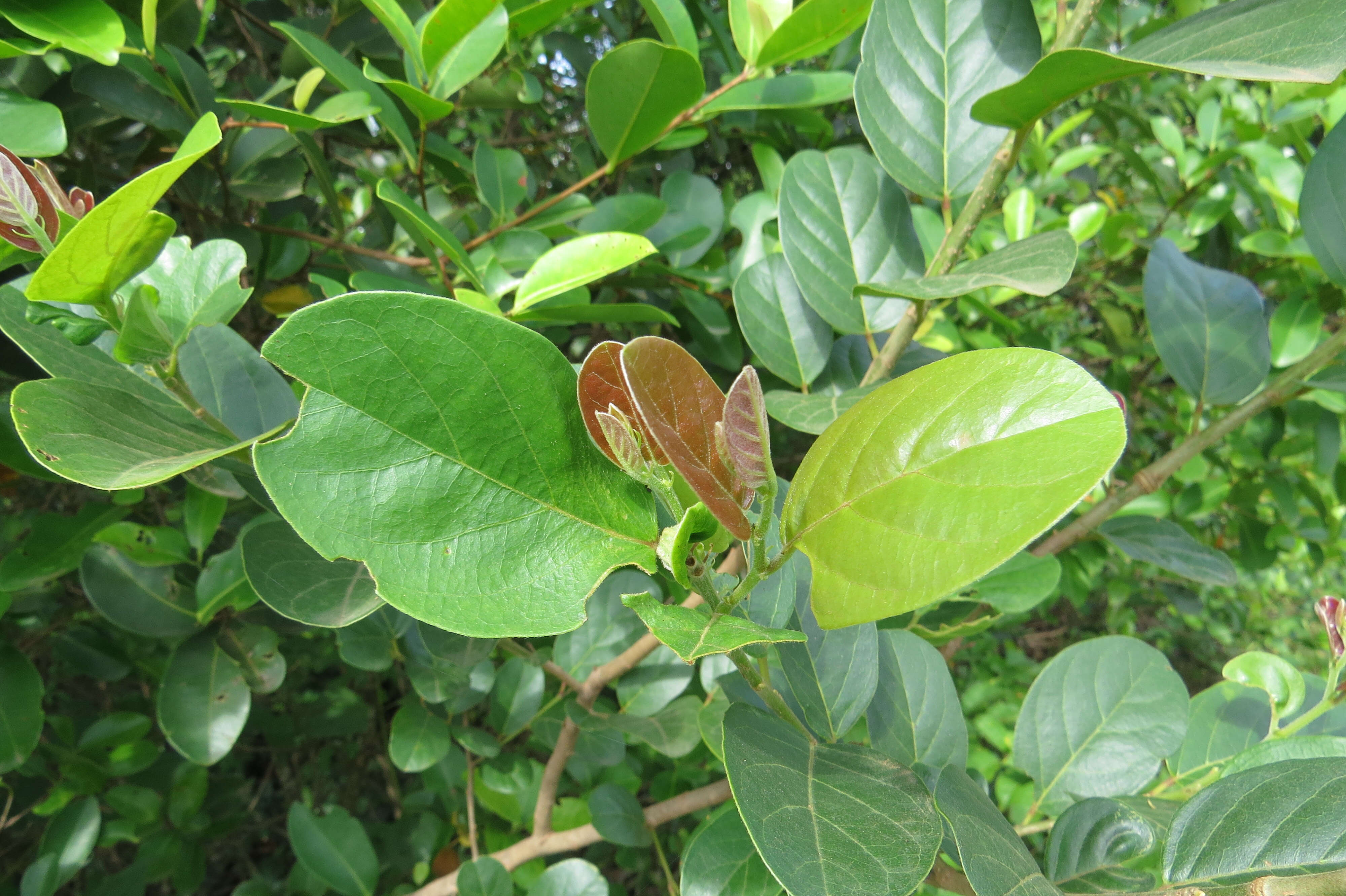 Image of Antidesma ghaesembilla Gaertn.
