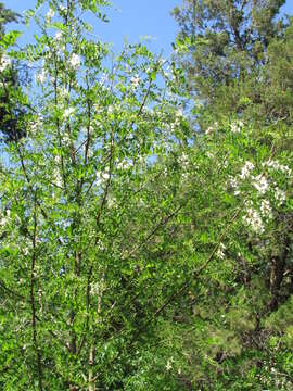 Image of black locust