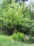 Image of black locust