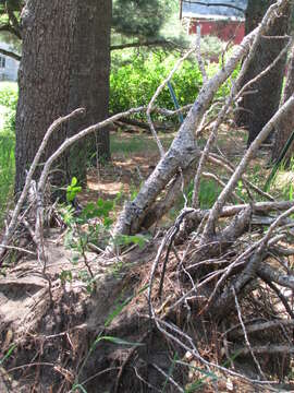 Image of black locust