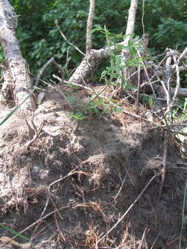 Image of black locust