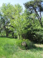 Image of black locust