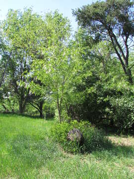 Image of black locust