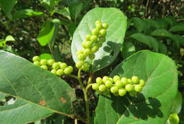 Image of Antidesma ghaesembilla Gaertn.