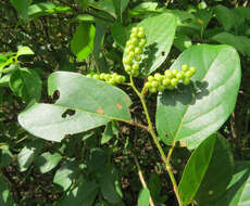 Image of Antidesma ghaesembilla Gaertn.