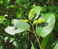 Image of Antidesma ghaesembilla Gaertn.